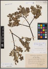 Salix bicolor Ehrh. ex Willd.